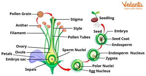 Steps Of Fertilization In Plants