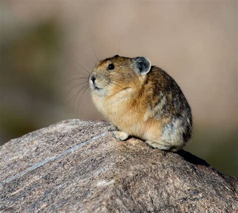 Cute Pika | Denver Photo Blog