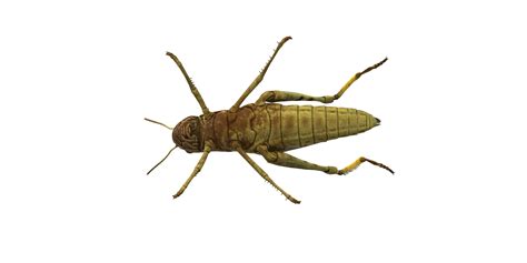 Grasshopper isolated on a Transparent Background 24249297 PNG