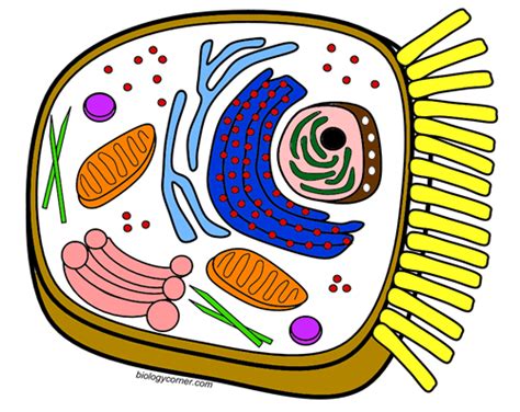 plant cells vs animal cells worksheet