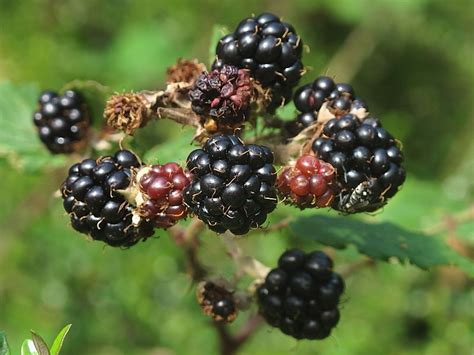 Bramble or Blackberry (Rubus fruticosus agg.) - fruit | Wildlife Insight