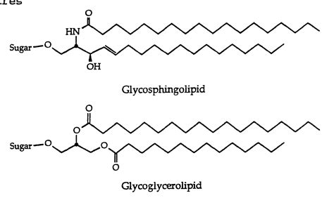 Glycosphingolipids; Asialogangliosides; Sphingoglycolipids