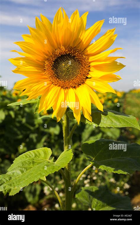 Single sunflower stem Stock Photo - Alamy