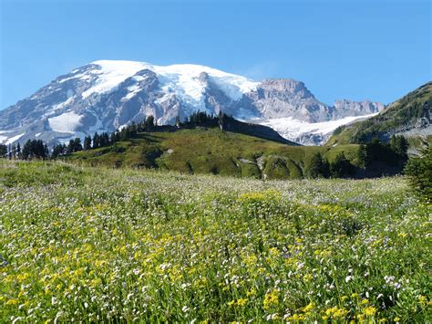 Mountain Meadow Tales – Vibrant Flowers – Nature’s Depths