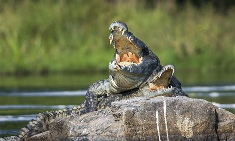 Anaconda Vs Crocodile, Who Would Win? - Animals Comparison