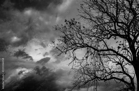 Silhouette dead tree on dark dramatic sky background for scary or death ...