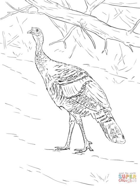 Realistic Turkey Coloring Pages | Tramadol Colors