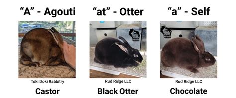 Rabbit Color Genetics - Everbreed