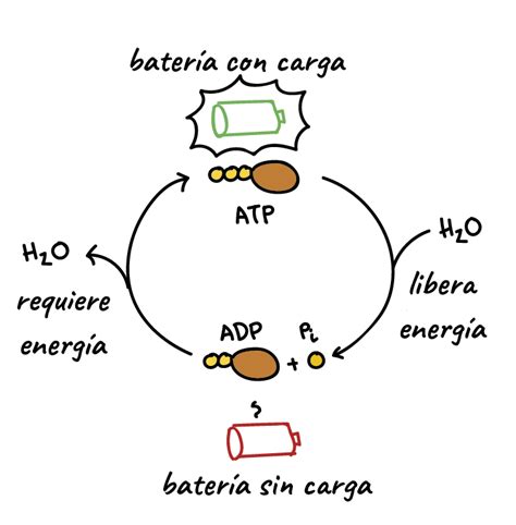 Como Se Forma El Atp En Las Celulas - Consejos Celulares