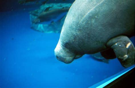 West African Manatee: Is This Animal Endangered?