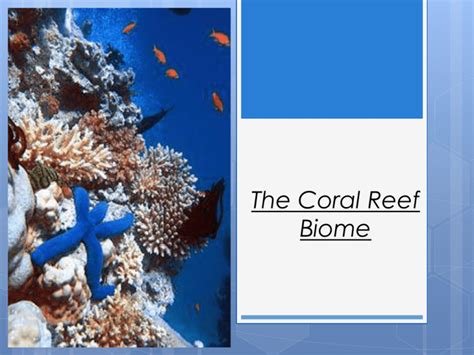 The Coral Reef Biome