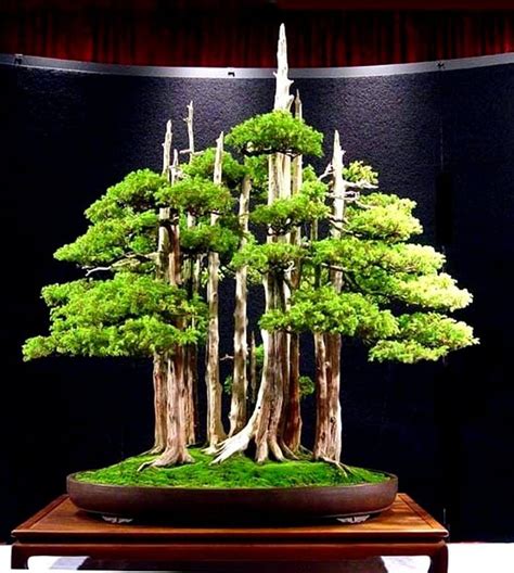 List 90+ Images Types Of Bonsai Trees Pictures Excellent 12/2023