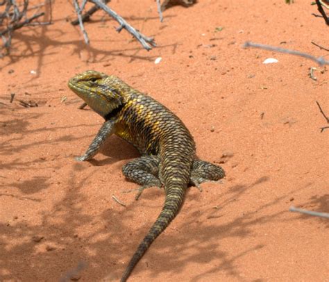 Some Mojave Desert Animals – OBLOG