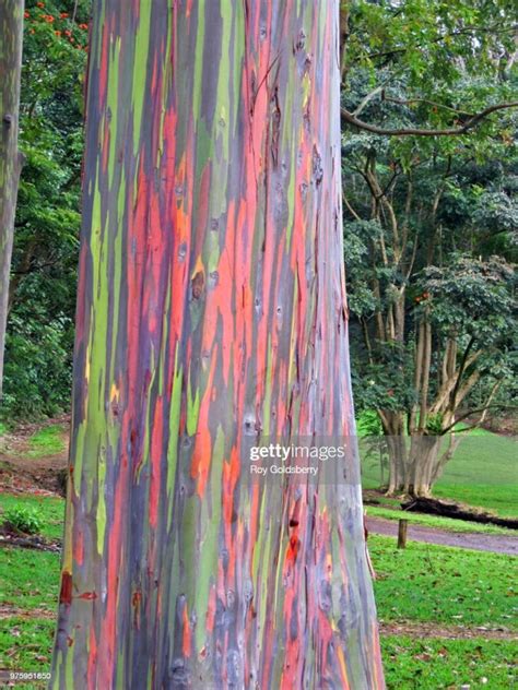 Rainbow Eucalyptus Tree Seeds - Etsy