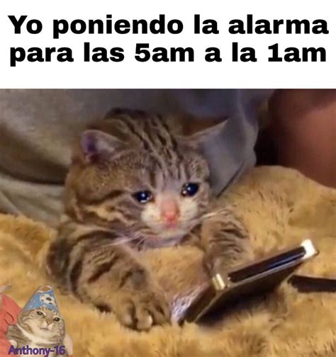 Fotos De Gatos Llorando Memes Aqu les dejo esta recopilaci n de memes ...