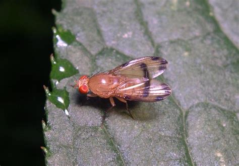Løvfluer – Wikipedia
