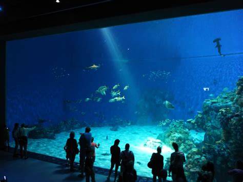 Places to Go, People to Meet: Blue Planet Aquarium