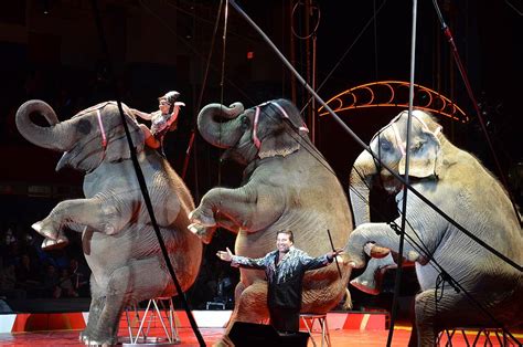 Massachusetts Enacts Landmark Legislation to Transform Circus Animal ...