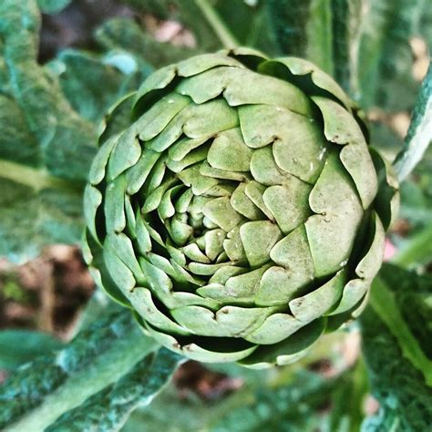 Artichoke- Green Globe seeds | The Seed Collection