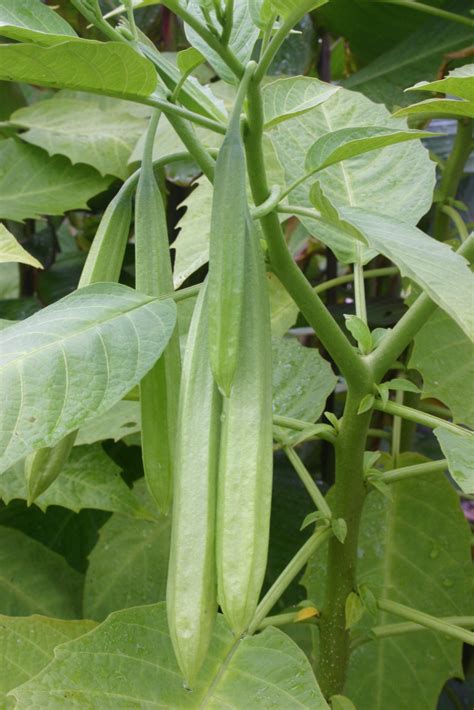 Where Are Angel Trumpet Seeds? | Walter Reeves: The Georgia Gardener