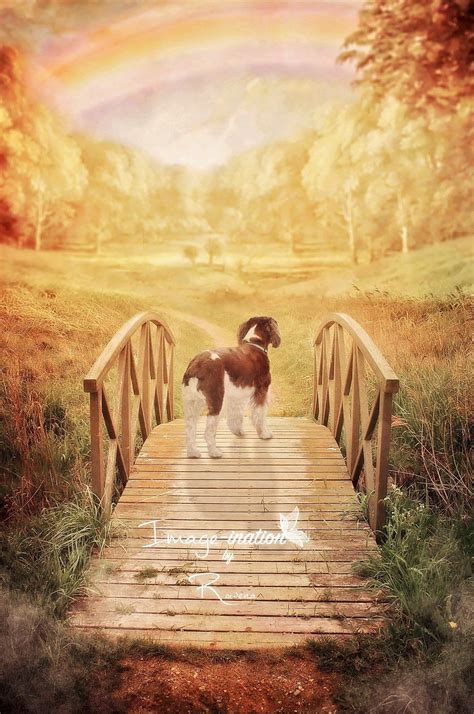 Rainbow Bridge Pet loss Sympathy digital background backdrop | Etsy