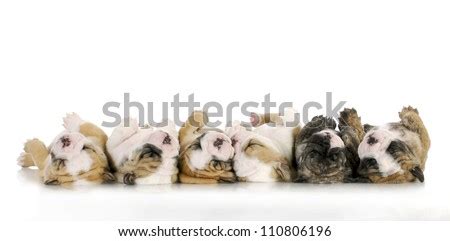 English Bulldog Puppy Stock Photos, Images, & Pictures | Shutterstock