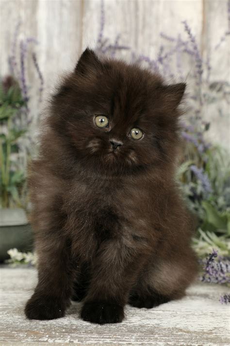 Black Persian Kittens | Black Persian Cats | Doll Face Persian Kittens