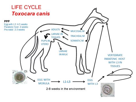 Toxocara Canis Life Cycle