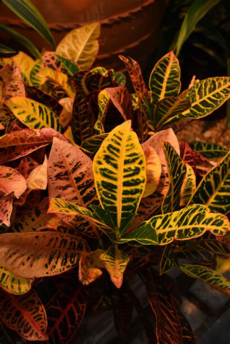 Petra Variegated Croton (Codiaeum variegatum 'Petra') in Ringoes Flemington New Hope Doylestown ...