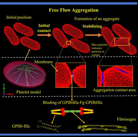 Schematic representation of the platelet aggregation model | Download ...