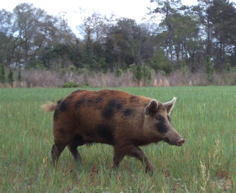 Village of Fenney resident worried about wild hogs threatening his expensive home - Villages ...