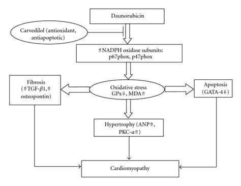 The possible mechanism by which carvedilol afforded protection against ...