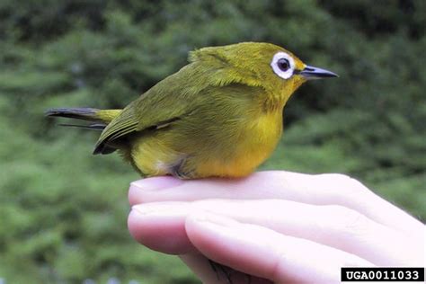 Zosteropidae - White-eyes | Wildlife Journal Junior