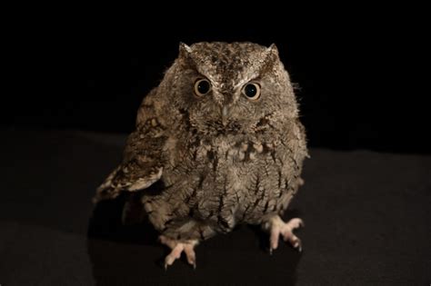 Photos: night owls