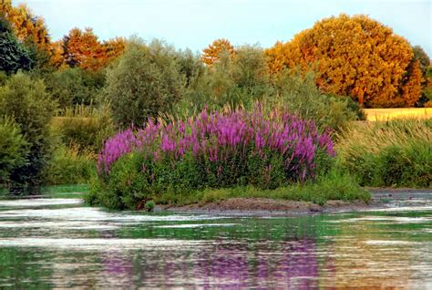 Aquatic Plants Lake Nature Landscape Free Stock Photo - Public Domain ...