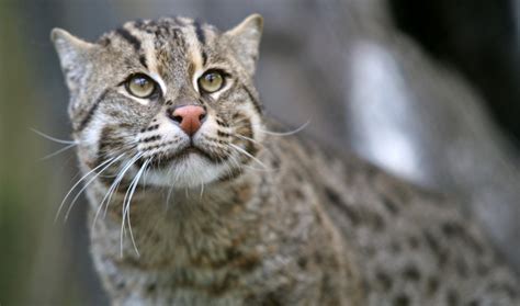 Caught on video: Endangered 'fishing cat' still alive and hunting its ...