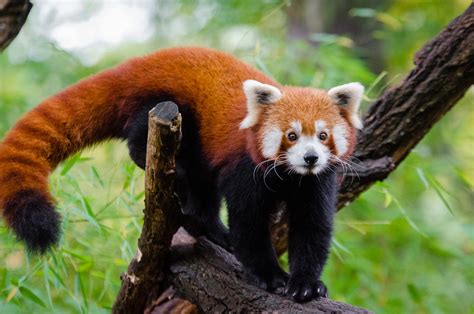 Red Panda Facts for Kids | Red Pandas | Cute Red Panda Photos