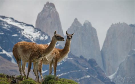 Two Guanacos (Lama guanicoe) standing on the hill top. Towers of Paine ...