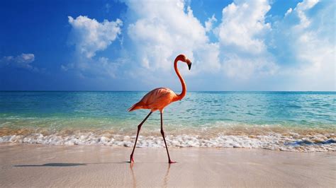 Flamingo Beach Wallpapers - Top Free Flamingo Beach Backgrounds ...