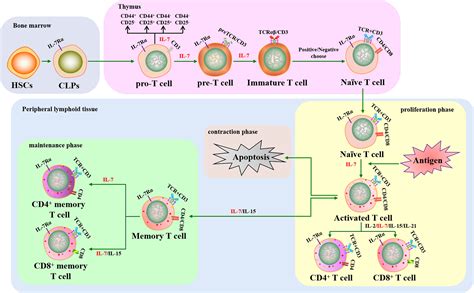 Frontiers | The Broad Immunomodulatory Effects of IL-7 and Its Application In Vaccines