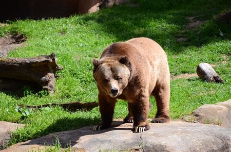 North Carolina zoo | Photography Amino