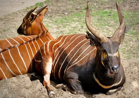 Bongo Antelope: Characteristics, Diet, Facts & More [Fact Sheet]