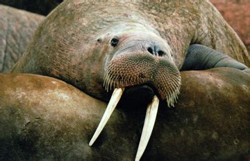 Nunavut-harvested walrus meat tests positive for trichinella ...