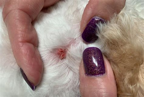 Grooming a Dog with Warts | TLC Dog Grooming