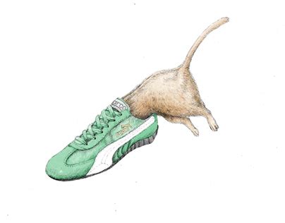 Cat wearing Sneakers on Behance