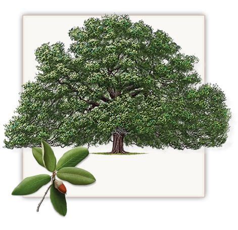 Pecan Tree Drawing at GetDrawings | Free download