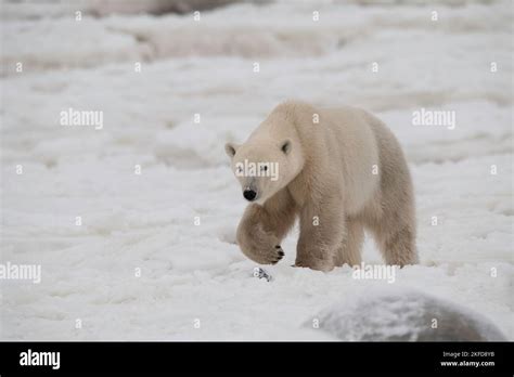 Churchill Polar Bear Stock Photo - Alamy