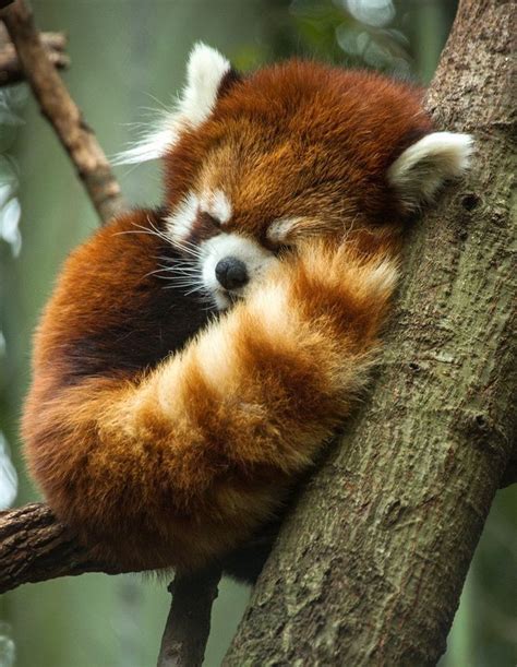 Red Panda | Sleeping animals, Cute animals, Cute baby animals