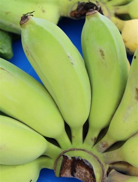 What Are Burro Bananas? 101 Facts You Need to Know - Alkaline Vegan Lounge