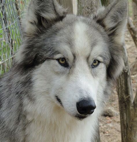 Alusky (Siberian Husky & Alaskan Malamute cross) | Husky wolf mix, Wolf ...